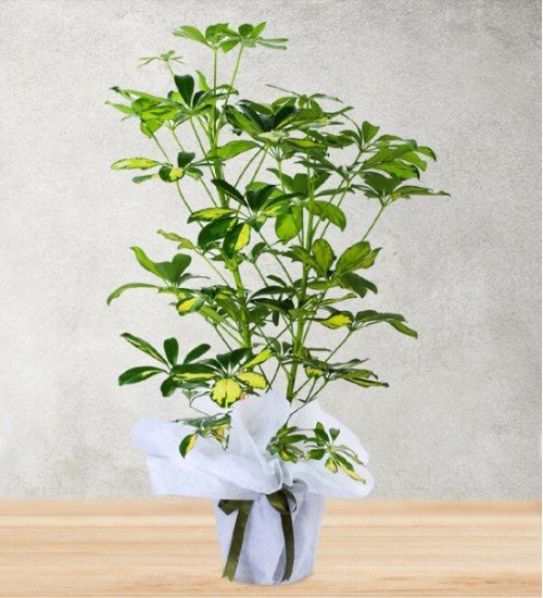 Şeflara Çiçeği 2li