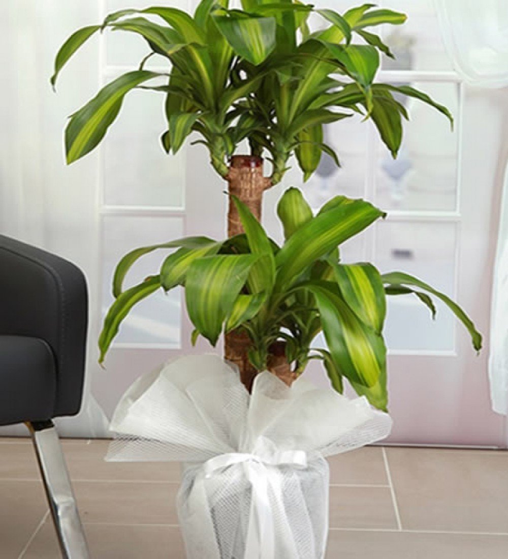 2’li Massengena Çiçeği – Manavgat Aynı Gün İç Mekan Bitkisi