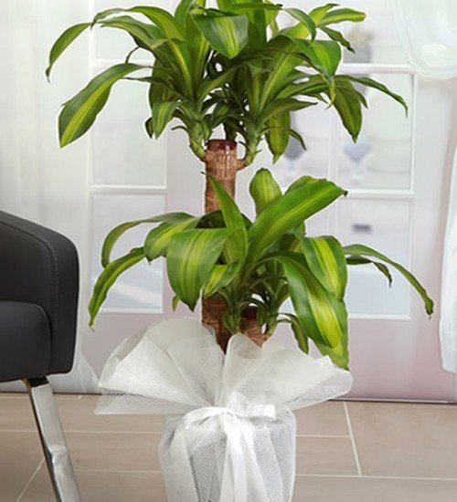 2’li Massengena Çiçeği