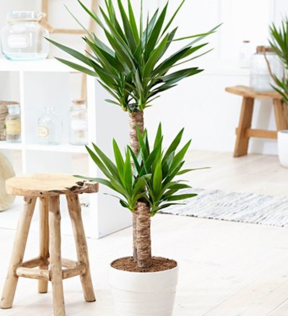 2’li Yuka Çiçeği – Manavgat Aynı Gün Teslim