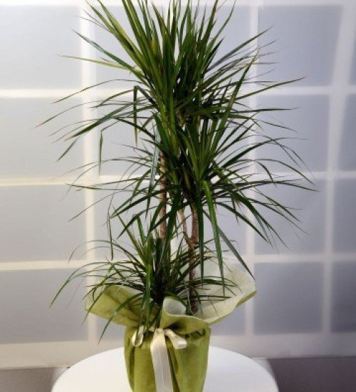 3 lü Marginata Çiçeği