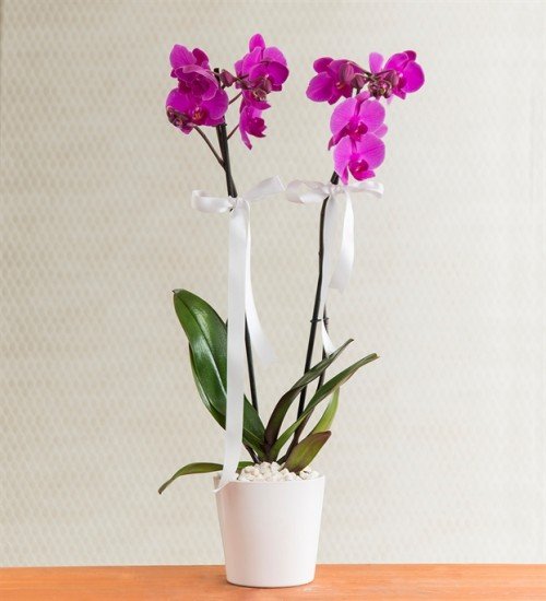 Pembe Çift Dallı Orkide