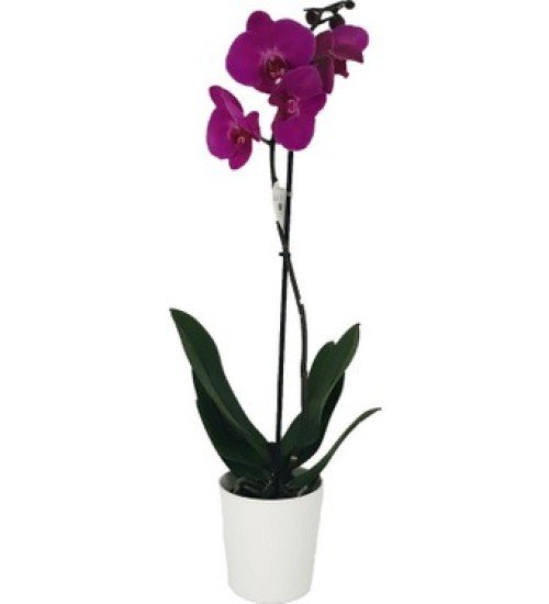 Pembe Tek Dal Orkide